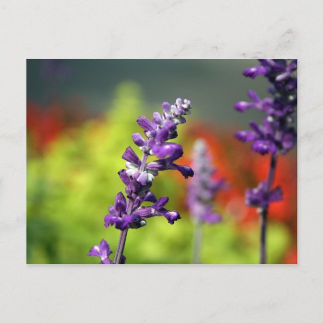 Postal Postcard Victoria Blues (Anverso)