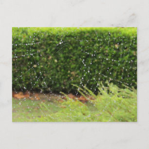 Postal Postcard - Web de la naturaleza