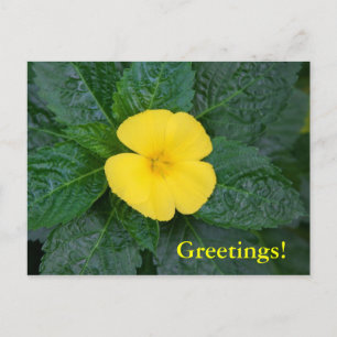 Postal Postcard - West Indian Holly