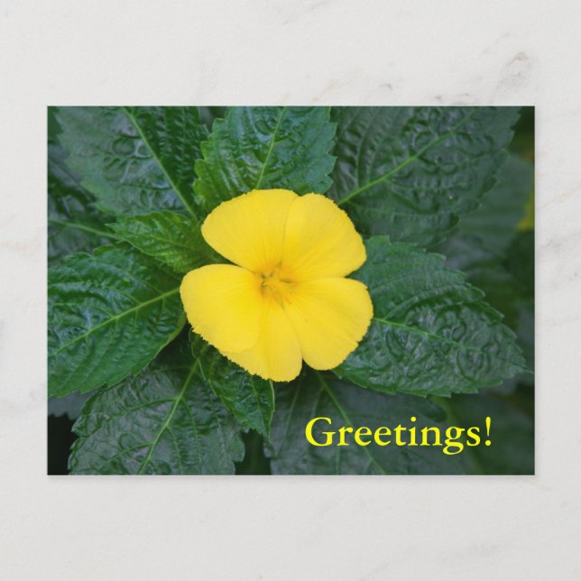 Postal Postcard - West Indian Holly (Anverso)