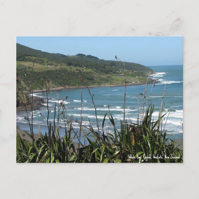 Postal Postcard, Whale Bay, Raglan, Nueva Zelandia (Anverso)