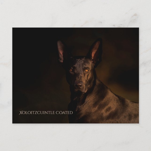 Postal Postcard Xoloitzcuintle (Anverso)