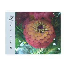 Postcard - Zinnia