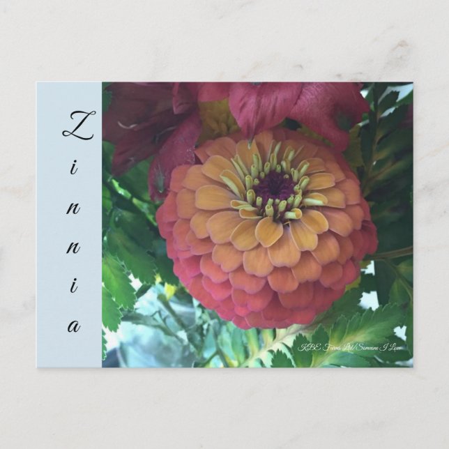 Postal Postcard - Zinnia (Anverso)