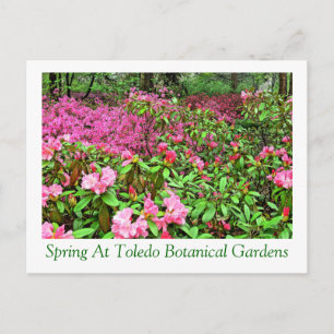 Postal postcardAZALEAS Y RHODODENDRON EN TOLEDO BOTANIC