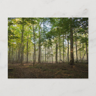 Postal Postcards of Nature Images