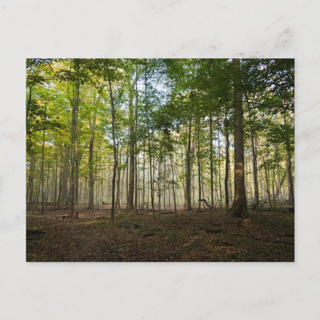 Postal Postcards of Nature Images (Anverso)