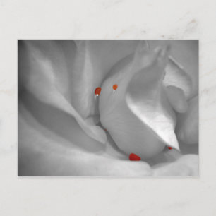 Postal Postcarta acuática eoliana