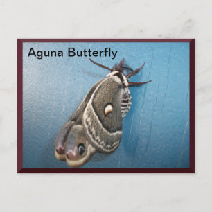 Postal Postcarta Aguna Butterfly #2