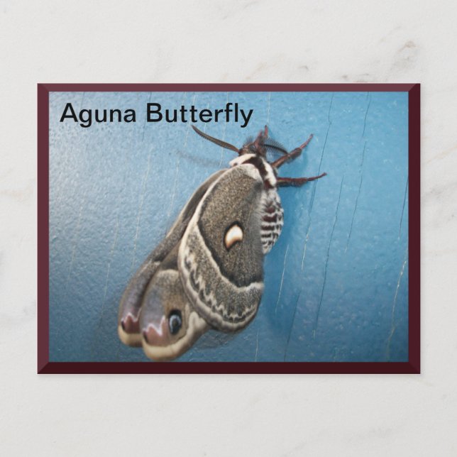 Postal Postcarta Aguna Butterfly #2 (Anverso)