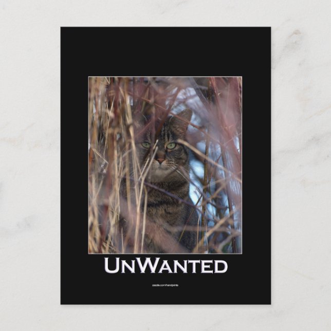 Postal Postcarta animal desmotivadora de gato de Tabby sa (Anverso)