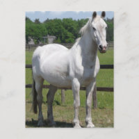 Postcarta árabe de caballos