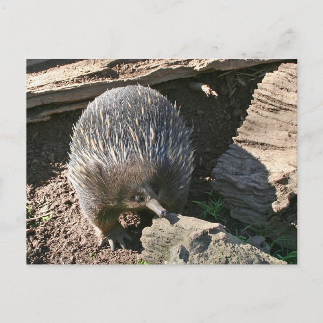 Postal Postcarta australiana de Echidna (Anverso)