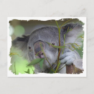 Postal Postcarta australiana de Koala