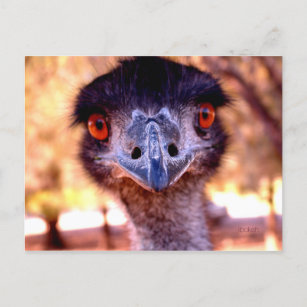 Postal Postcarta australiana sobre vida salvaje de la Uem