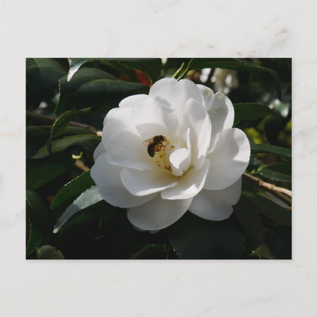 Postal Postcarta blanca de flores de camellia (Anverso)