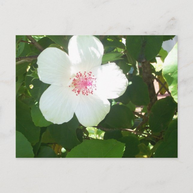 Postal Postcarta blanca de Hibiscus (Anverso)