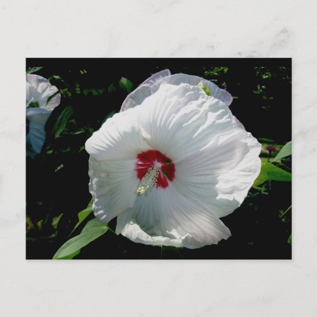 Postal Postcarta blanca de Hibiscus (Anverso)