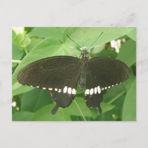 Postal Postcarta común de mariposa morena