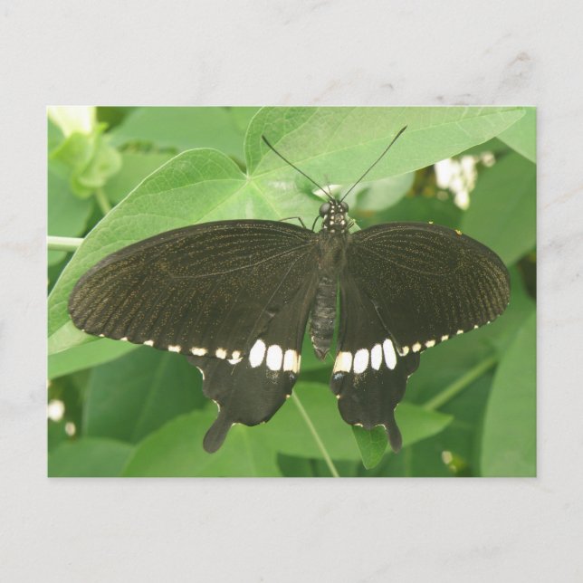 Postal Postcarta común de mariposa morena (Anverso)