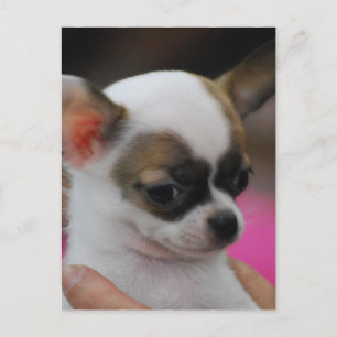 Postal Postcarta cute chihuahua