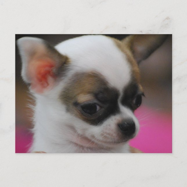 Postal Postcarta cute chihuahua (Anverso)