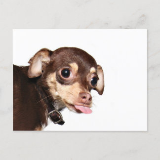 Postal Postcarta de actitud de Chihuahua