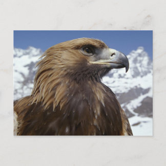 Postal Postcarta de águila majestuosa