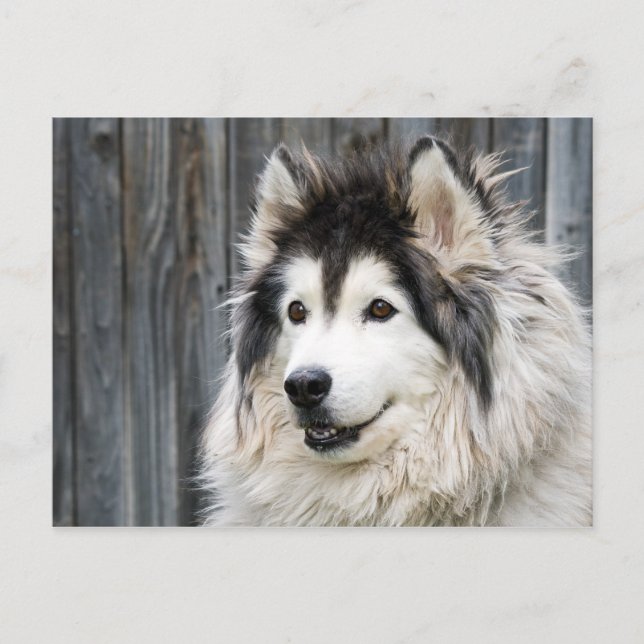 Postal Postcarta de Alaskan Malamute (Anverso)