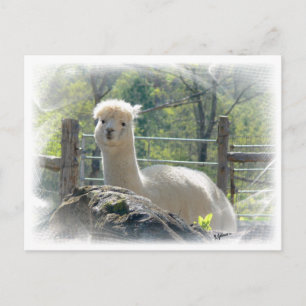 Postal Postcarta de Alpaca Lace