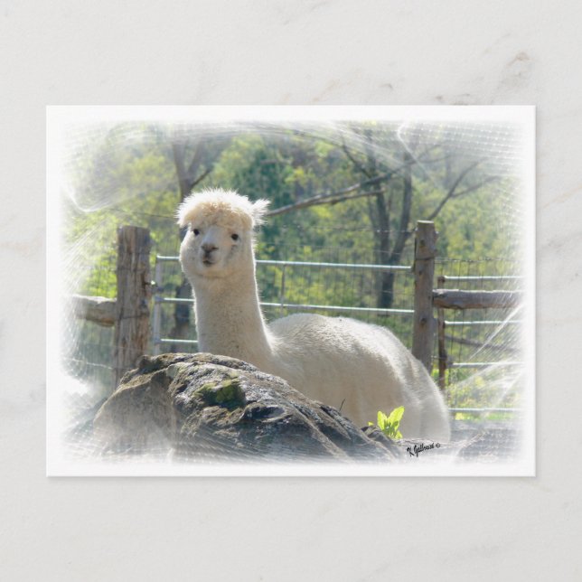 Postal Postcarta de Alpaca Lace (Anverso)