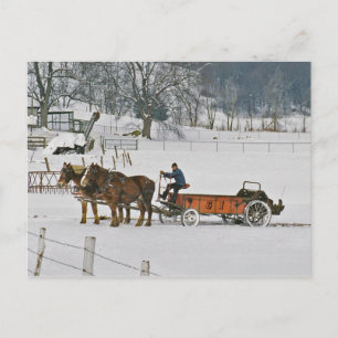 Postal Postcarta de Amish Draft Horses Giddie-Up