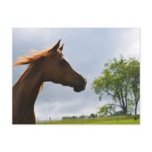 Postcarta de 'Arabian Breeze'