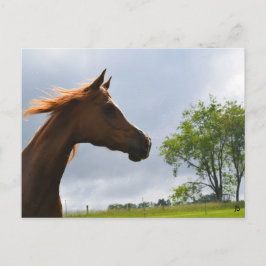 Postal Postcarta de 'Arabian Breeze'