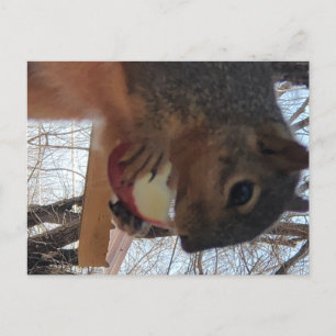 Postal Postcarta de ardilla
