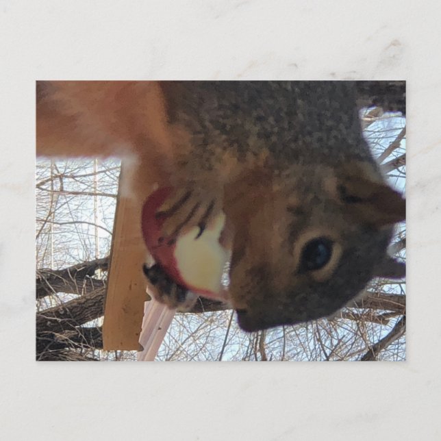 Postal Postcarta de ardilla (Anverso)