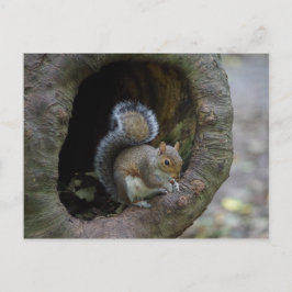 Postal Postcarta de ardilla