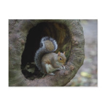 Postcarta de ardilla