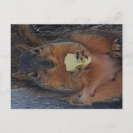 Postal Postcarta de ardilla