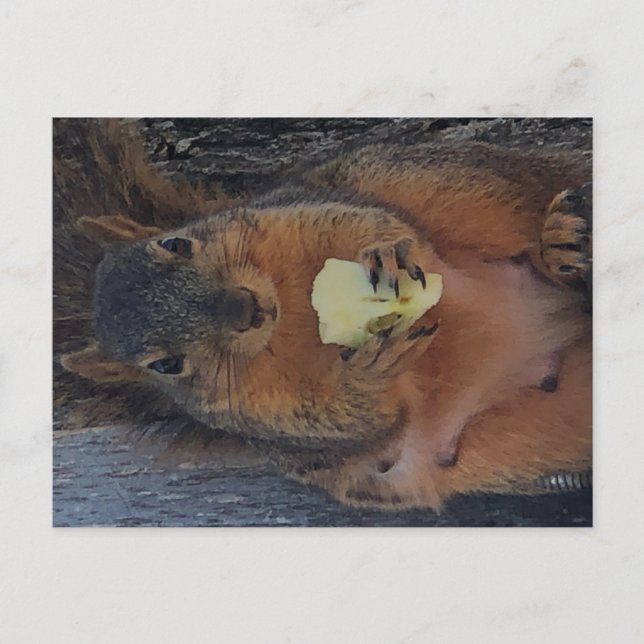 Postal Postcarta de ardilla (Anverso)