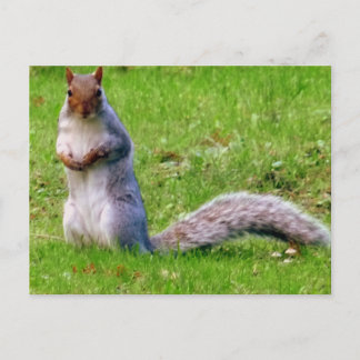 Postal Postcarta de ardilla curiosa