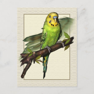 Postal Postcarta de arte del Budgie Green