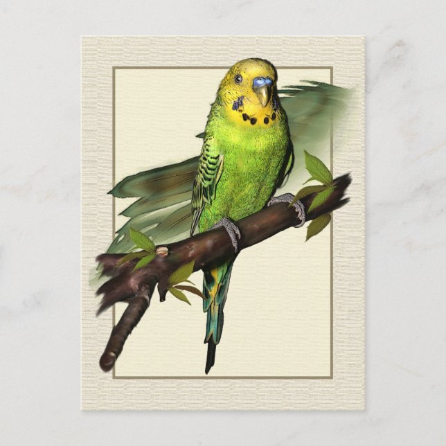 Postal Postcarta de arte del Budgie Green (Anverso)