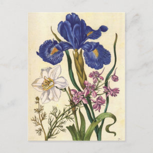 Postal Postcarta de arte floral meriana