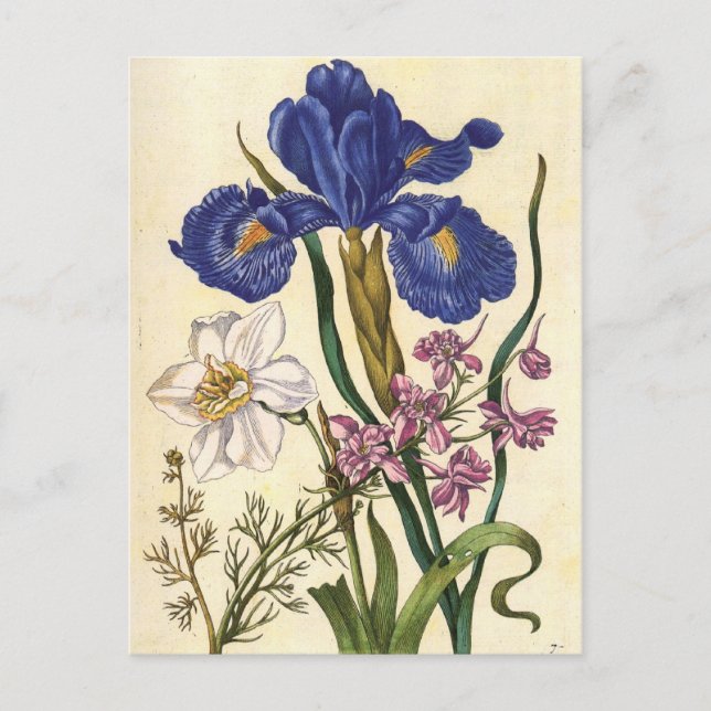 Postal Postcarta de arte floral meriana (Anverso)