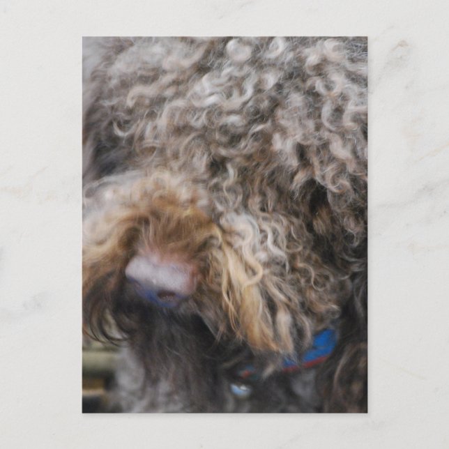 Postal Postcarta de Barbet (Anverso)