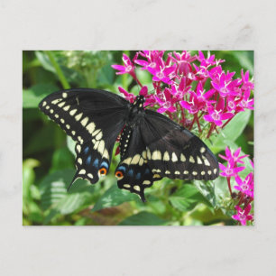 Postal Postcarta de Black Swallowtail