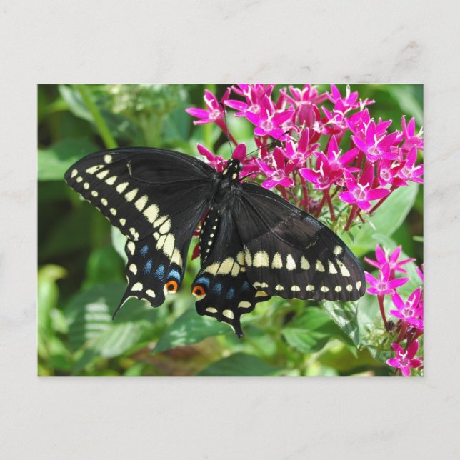 Postal Postcarta de Black Swallowtail (Anverso)