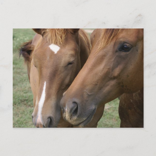 Postal Postcarta de boquilla para caballos (Anverso)