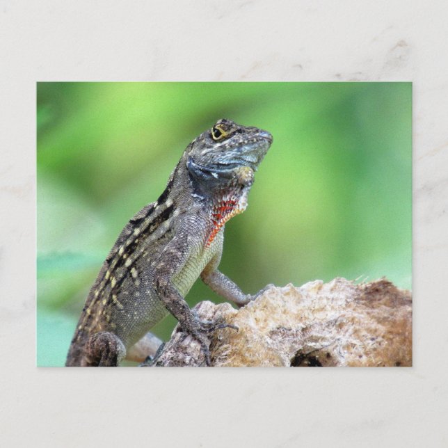 Postal Postcarta de Brown Anole Lizard (Anverso)